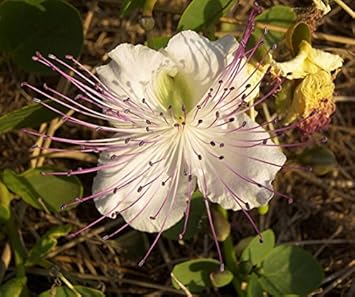 Flower Seeds, Seeds,Seeds For Planting,Plant Seeds