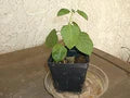 Green Lantana Flower Seeds for Planting – Heirloom, Non-GMO, High Germination Garden Seeds
