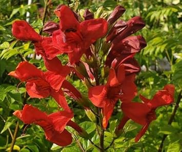 Flower Seeds, Seeds,Seeds For Planting,Plant Seeds