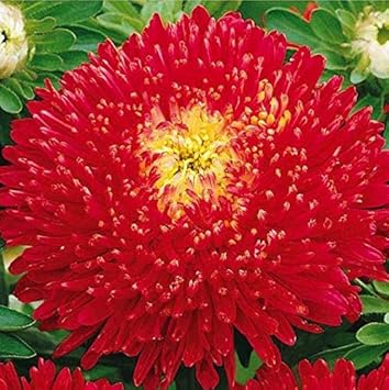 Flower Seeds, Seeds,Seeds For Planting,Plant Seeds