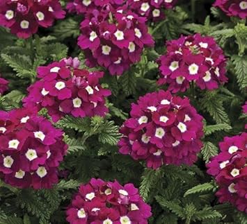 Burgundy Verbena Flower Seeds for Planting – Heirloom, Non-GMO, High Germination Organic Garden Seeds