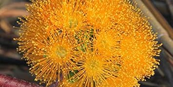 Flower Seeds, Seeds,Seeds For Planting,Plant Seeds