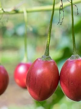 Fruit Seeds,Garden seeds, Seeds For Planting,Plant Seeds