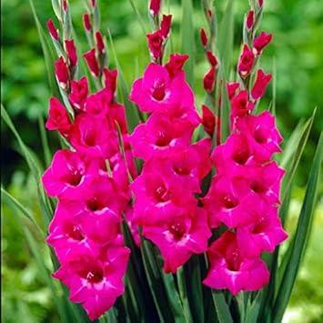 Flower Seeds, Seeds,Seeds For Planting,Plant Seeds