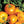 Vegetable Seeds,Garden seeds, Seeds For Planting,Plant Seeds