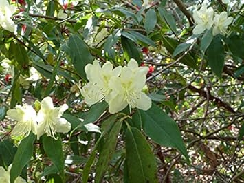 Flower Seeds, Seeds,Seeds For Planting,Plant Seeds