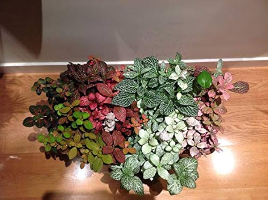 Multi-Colour Fittonia Flower Seeds for Planting | Heirloom Non-GMO Organic Garden Seeds