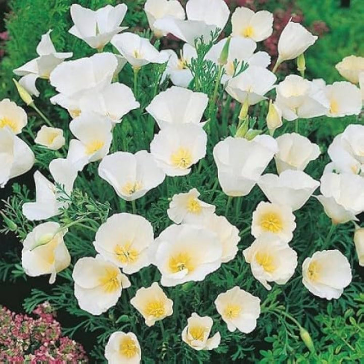 White Eschscholtzia Jardim Flower Seeds 100 pcs - Heirloom, Non-GMO, High Germination Organic Garden Seeds