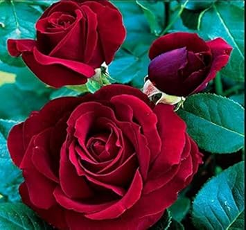 Flower Seeds, Seeds,Seeds For Planting,Plant Seeds