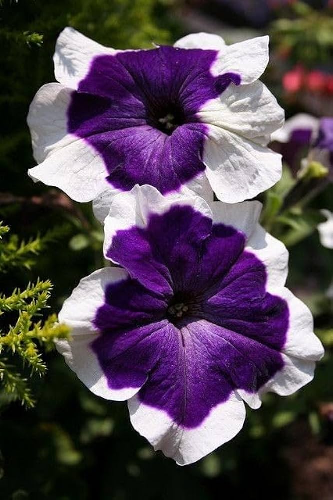 White Purple Petunia Flower Seeds for Planting – Heirloom Non-GMO Organic Garden Seeds