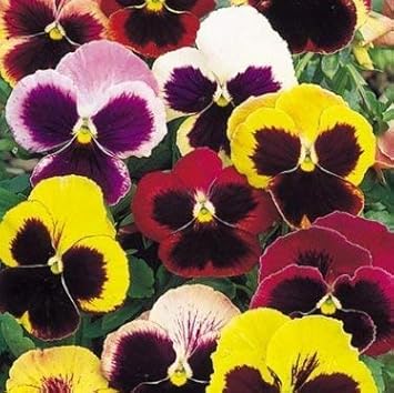 Flower Seeds, Seeds,Seeds For Planting,Plant Seeds