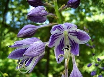 Flower Seeds, Seeds,Seeds For Planting,Plant Seeds