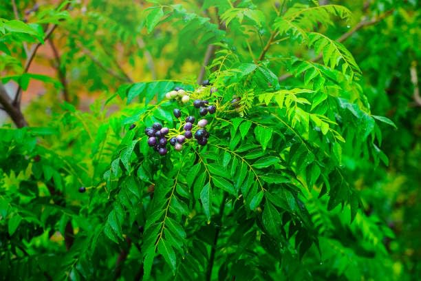 Curry Leaf Herb Seeds for Planting – Heirloom Non-GMO Aromatic Organic Garden Seeds with High Germination for Edible Herb Gardens