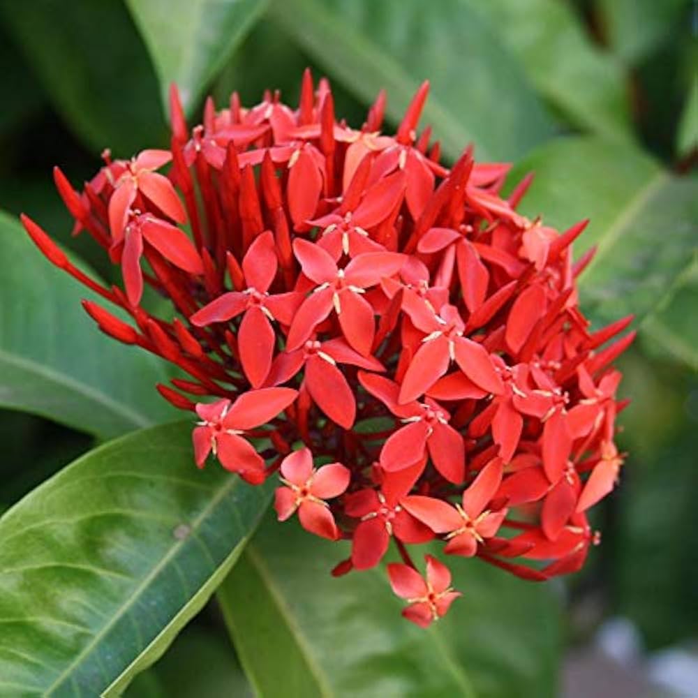 Coccinea Flower Seeds for Planting – Heirloom Non-GMO, High Germination Organic Garden Seeds