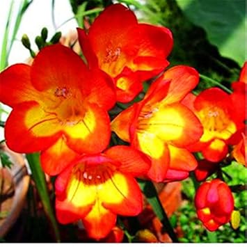 Flower Seeds, Seeds,Seeds For Planting,Plant Seeds