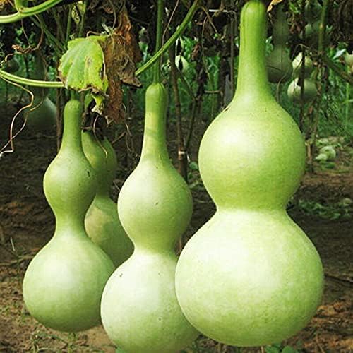 Green Lagenaria Siceraria seeds for planting - Heirloom & Non-GMO vegetable garden seeds