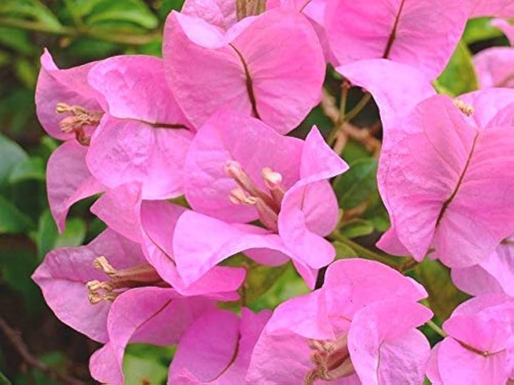 Baby Pink Bougainvillea Seeds for Planting – Heirloom, Non-GMO, High Germination Organic Garden Seeds