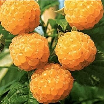 Fruit Seeds,Garden seeds, Seeds For Planting,Plant Seeds