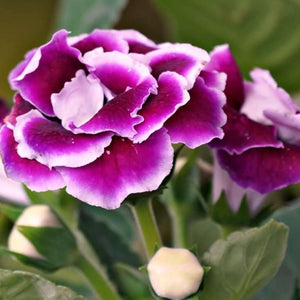 Flower Seeds, Seeds,Seeds For Planting,Plant Seeds