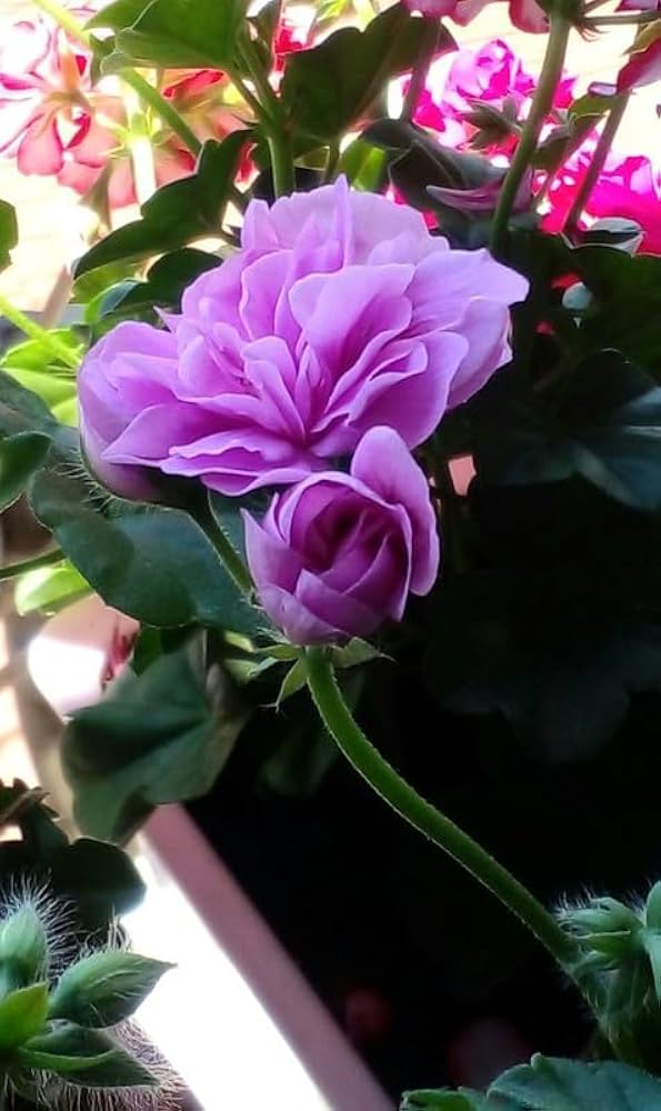 Purple Univalve Geranium Flower Seeds for Planting – Long Bloom, Heirloom & Non-GMO Home Garden Seeds