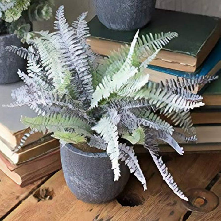 Fern Grey Seeds for Planting – Heirloom, Non-GMO, High Germination, Cottage Garden Essential