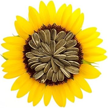 Flower Seeds, Seeds,Seeds For Planting,Plant Seeds