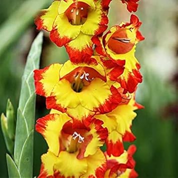 Flower Seeds, Seeds,Seeds For Planting,Plant Seeds