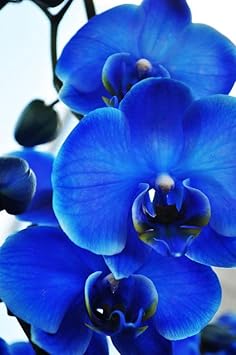 Deep Blue Phalaenopsis Orchid Seeds for Planting – Heirloom, Non-GMO, High Germination Organic Garden Seeds