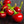 Vegetable Seeds,Garden seeds, Seeds For Planting,Plant Seeds
