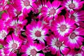 Pink White Cineraria Flower Seeds for Planting – Compact Growth, Heirloom, Non-GMO Seeds for Home Garden