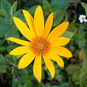 Flower Seeds, Seeds,Seeds For Planting,Plant Seeds