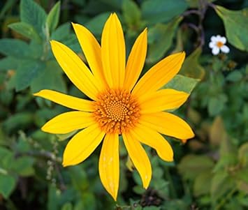 Flower Seeds, Seeds,Seeds For Planting,Plant Seeds