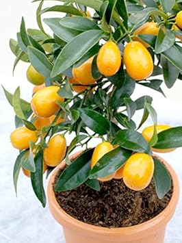 Fruit Seeds,Garden seeds, Seeds For Planting,Plant Seeds