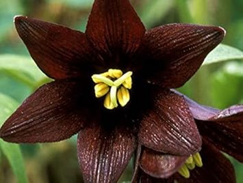 Chocolate Lily Flower Seeds for Planting – Rare & Fragrant Perennial Blooms
