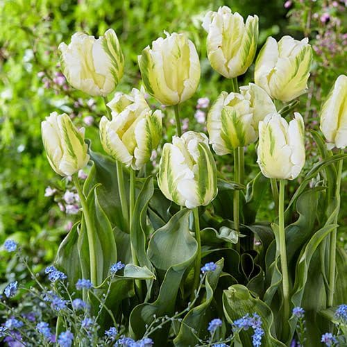 Green Tulips Flower Seeds for Planting – Heirloom, Non-GMO, High Germination Organic Garden Seeds