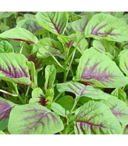 Violet Jamaican Callaloo flower seeds for planting - Heirloom & Non-GMO Garden Seeds