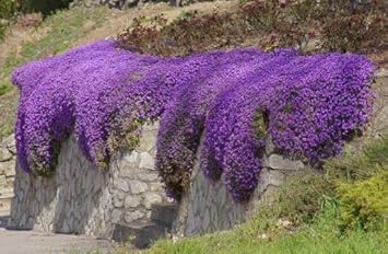 Flower Seeds, Seeds,Seeds For Planting,Plant Seeds