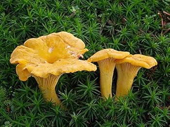 Yellow Chanterelle Mushroom Spores for Planting – Heirloom Non-GMO Gourmet Edible Fungi Seeds with High Germination