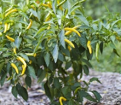 Yellow Bedder Macedonian Pepper Seeds for Planting – Heirloom, Non-GMO, Mild Sweet Pepper