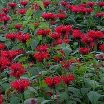 Flower Seeds, Seeds,Seeds For Planting,Plant Seeds