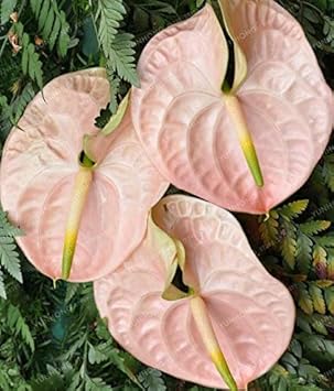 Flower Seeds, Seeds,Seeds For Planting,Plant Seeds