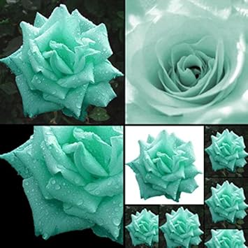 Flower Seeds, Seeds,Seeds For Planting,Plant Seeds