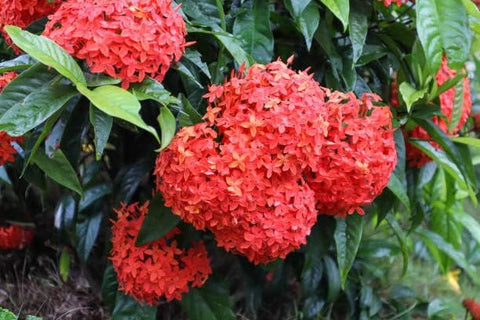 Flower Seeds, Seeds,Seeds For Planting,Plant Seeds