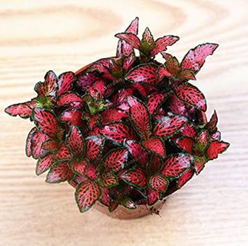 Flower Seeds, Seeds,Seeds For Planting,Plant Seeds