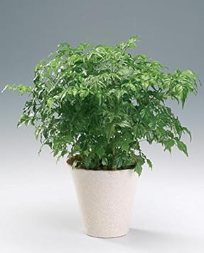 Herb Seeds,Garden seeds, Seeds For Planting,Plant Seeds