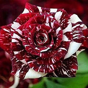 Flower Seeds, Seeds,Seeds For Planting,Plant Seeds