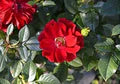 Red Rugosa Rose Flower Seeds for Planting | Heirloom Non-GMO Organic Garden Seeds