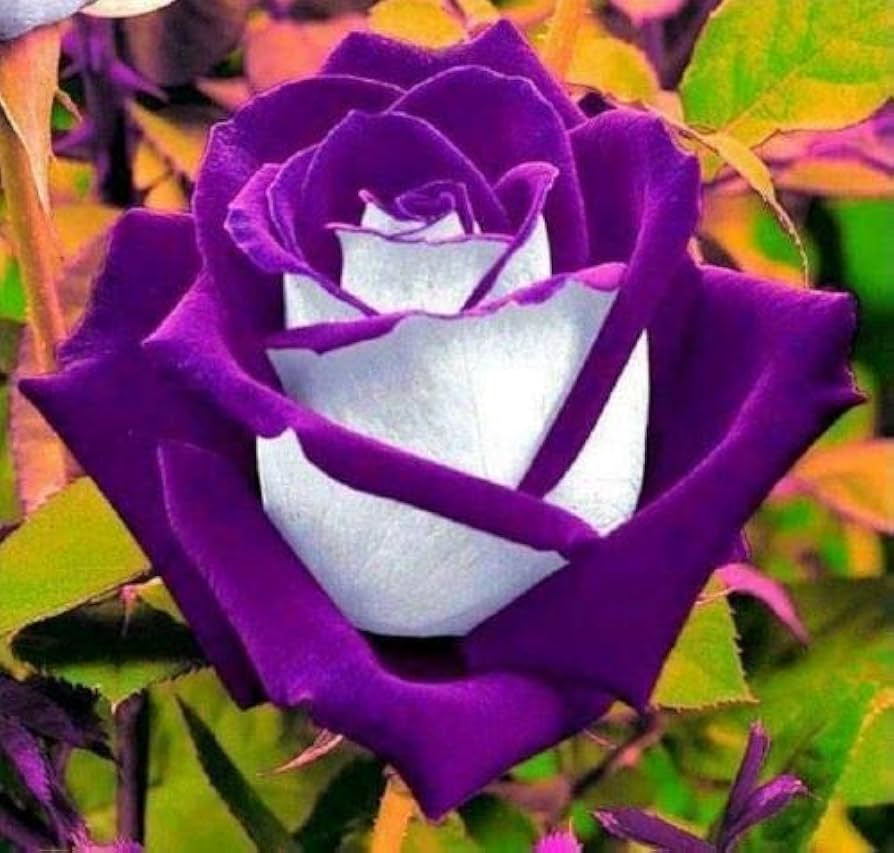 White Purple Rose Flower Seeds for Planting – Premium Quality, Heirloom, Non-GMO, High Germination Organic Garden Seeds