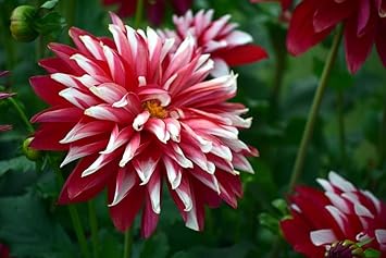 Flower Seeds, Seeds,Seeds For Planting,Plant Seeds