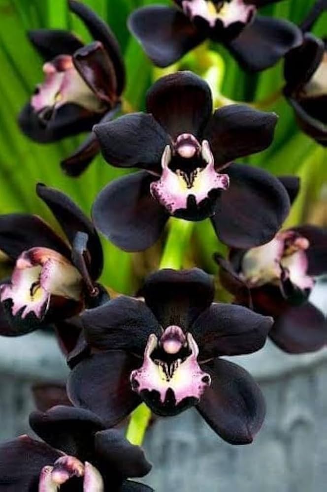 Black Dendrobium Flower Seeds for Planting – Heirloom Non-GMO, High Germination Organic Garden Seeds